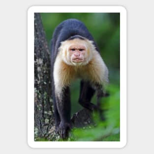 Capuchin monkey - Costa Rica Sticker